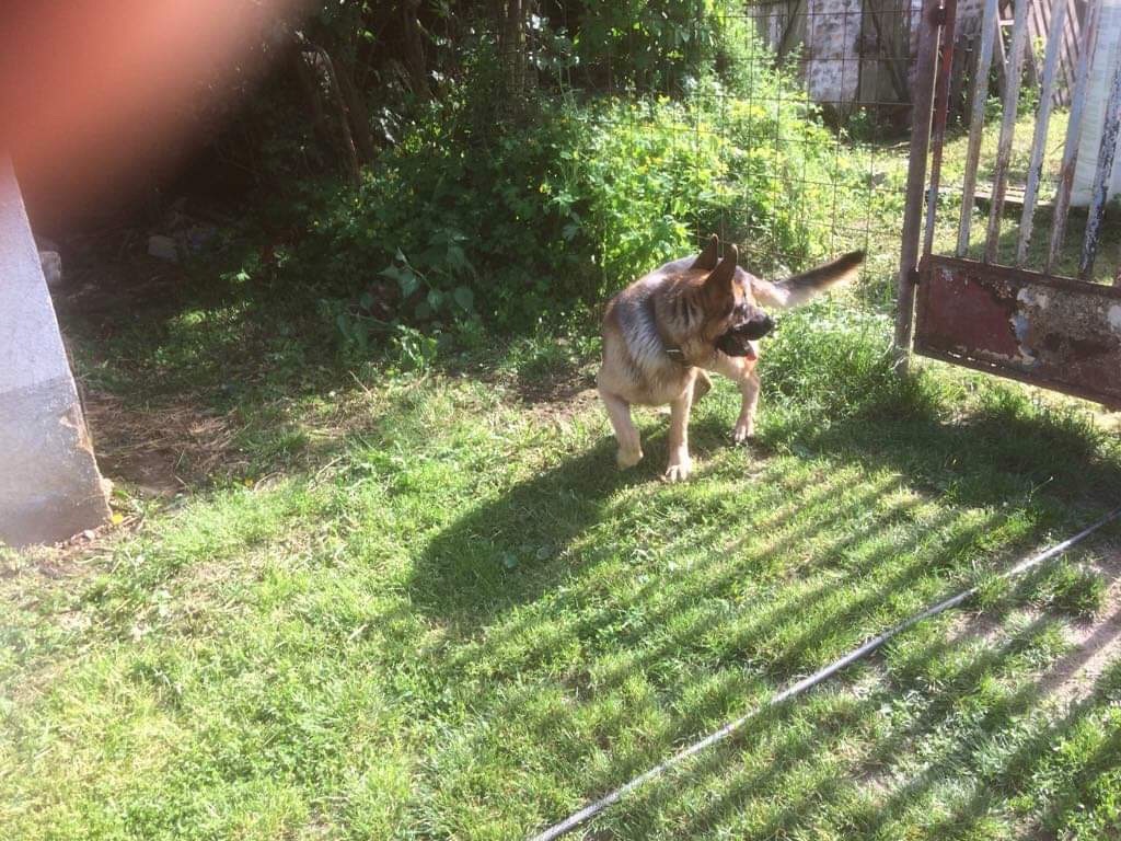 Nero tijdens zijn eenzame verblijf met alleen een bal als vriend.