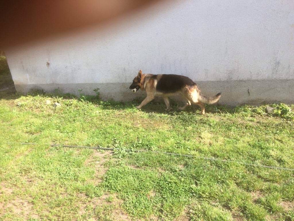 Nero tijdens zijn eenzame verblijf met alleen een bal als vriend.