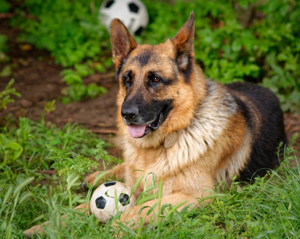 Nero tijdens de gewenningsperiode met zijn nieuwe baasjes. En het afscheid van zijn oude bazin.