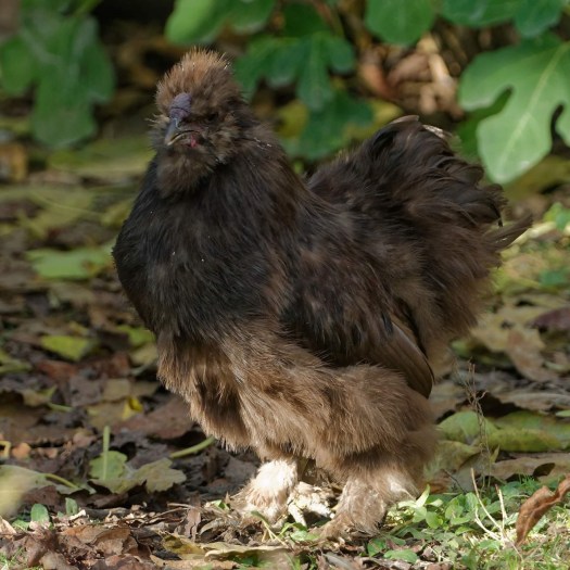 Een van drie haantjes die als een mooi boeket door Eva werden meegenomen.