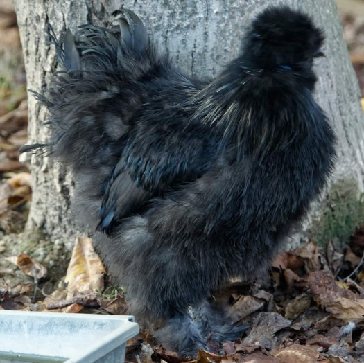 Een van drie haantjes die als een mooi boeket door Eva werden meegenomen.