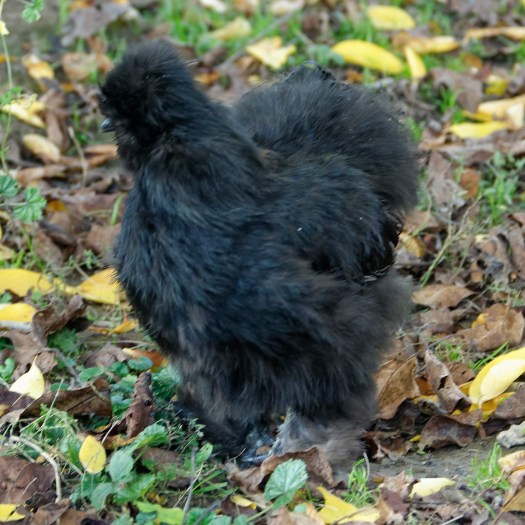 Een van drie haantjes die als een mooi boeket door Eva werden meegenomen.