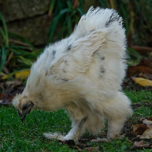 Remie, onze mooie zijdehoenhaan, die mocht blijven.