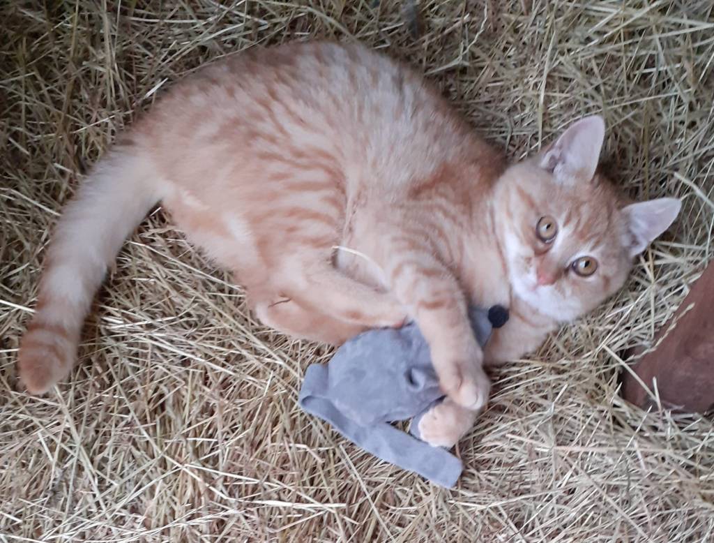 Kater zonder naam, maar dat gaat niet lang duren. 